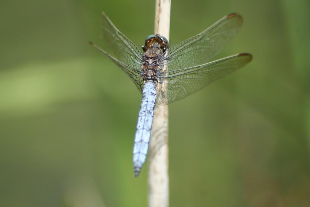 Balade nature dans les Marais de Bourneville (60)